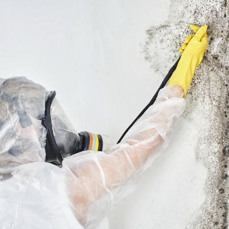 Make a mold removal plan